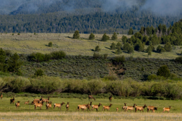 montana ranch property for sale arrow ranch