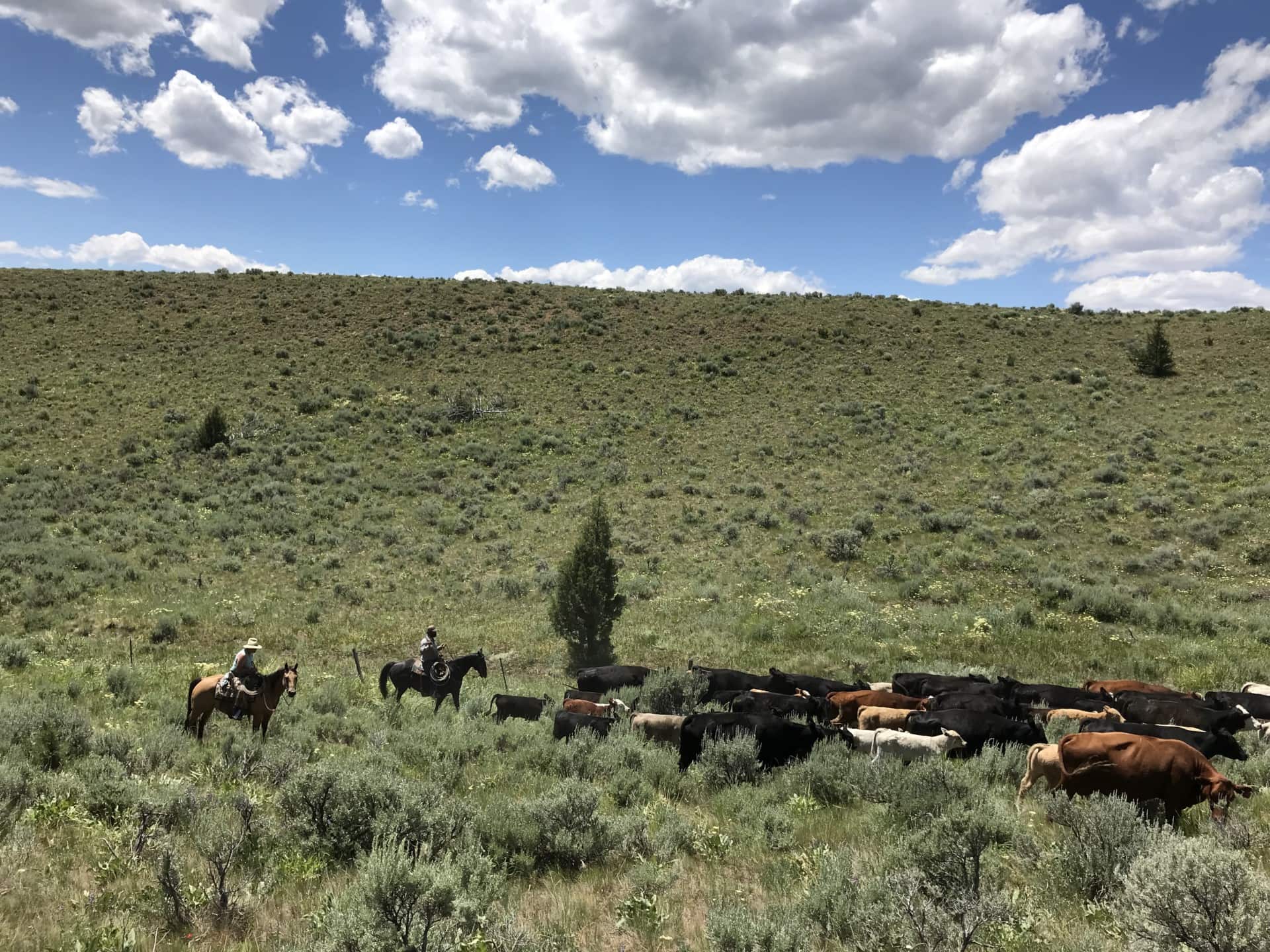 cattle ranch for sale oregon Lost Basin Ranch