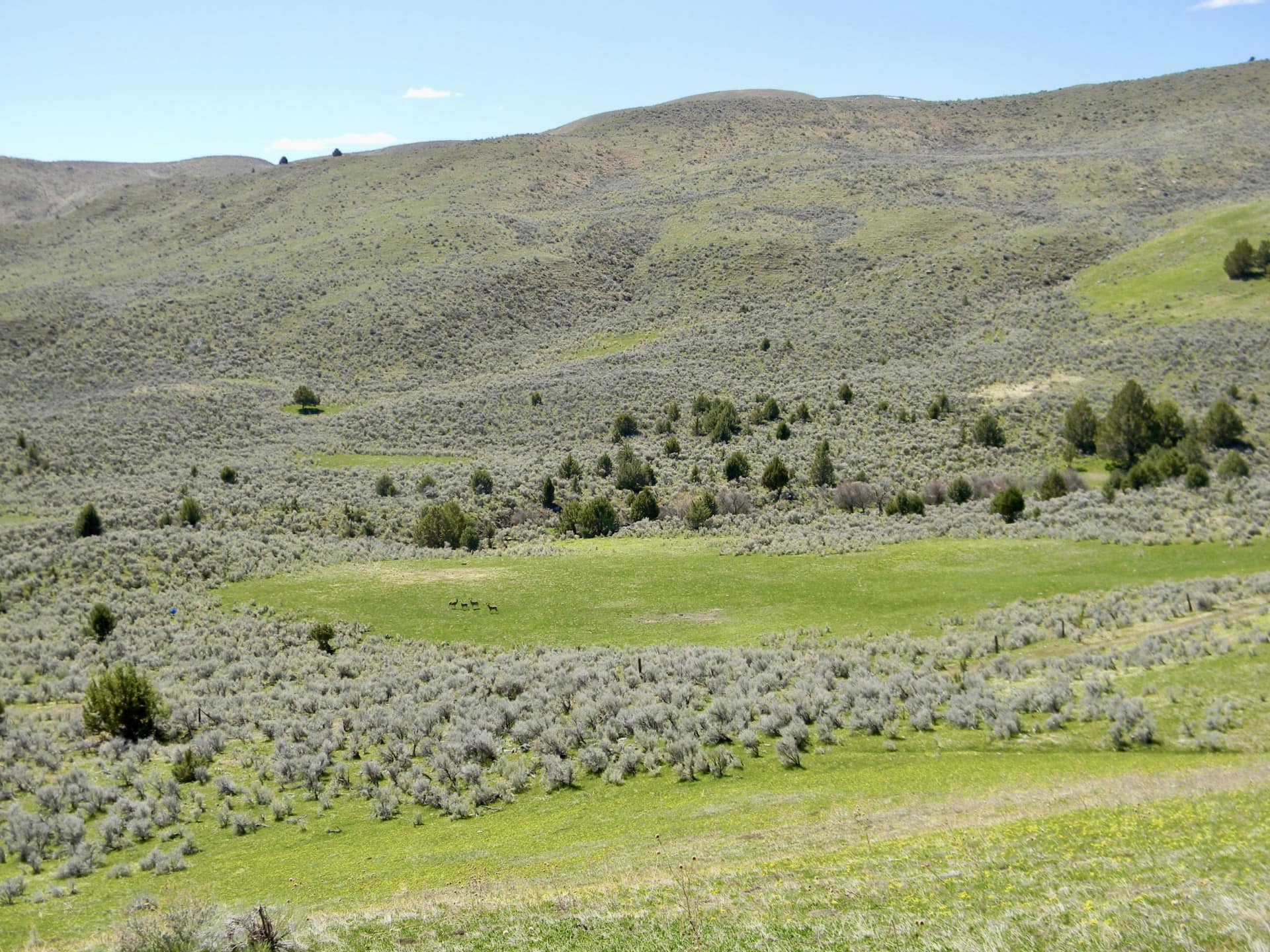 Mule Deer Oregon Lost Basin Ranch