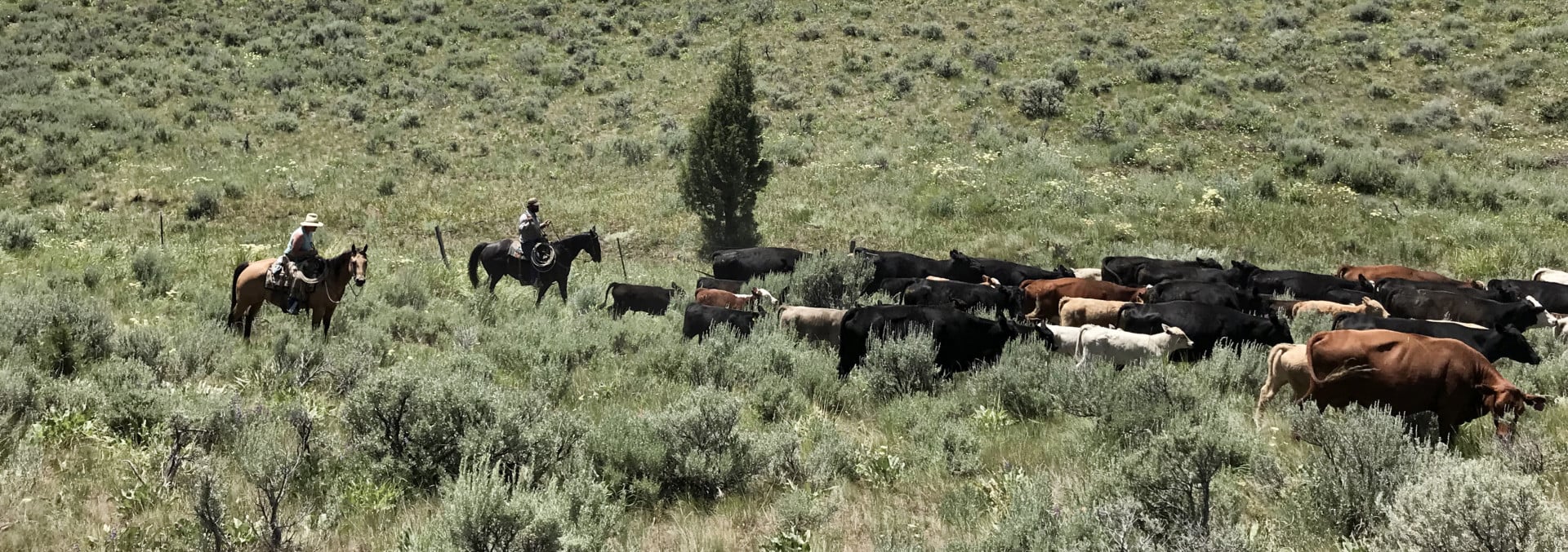 Lost Basin Ranch Durkee Oregon Ranch Property Fay Ranches
