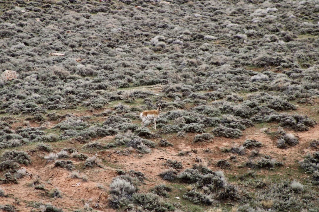 pronghorn antelope wyoming muskrat open