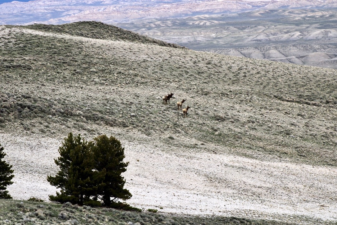 rocky mountain elk herd wyoming muskrat open
