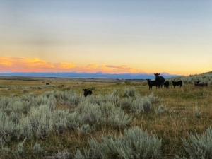 sunset cattle montana arrow ranch