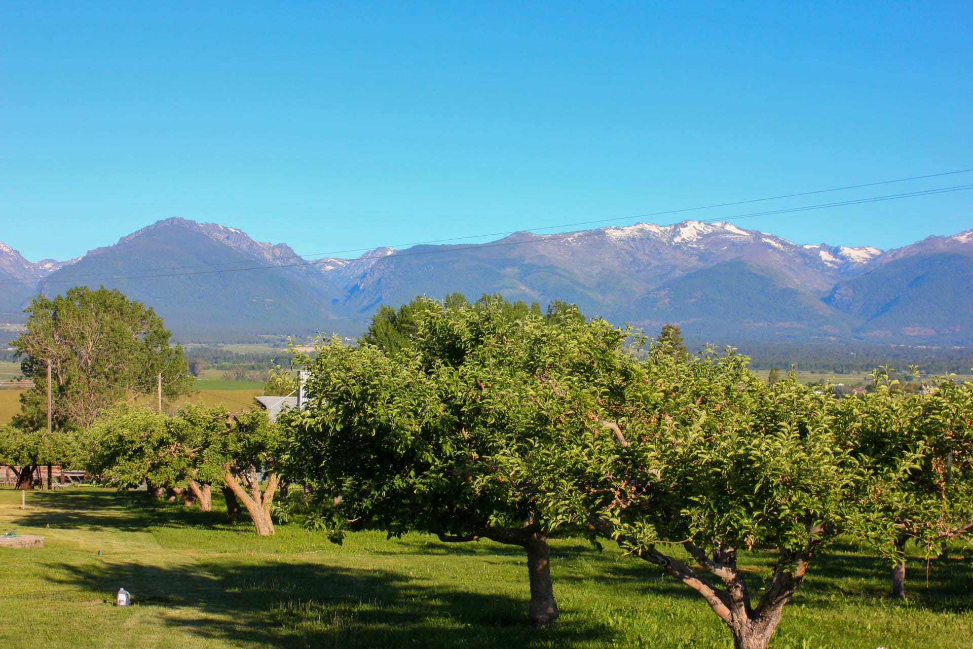 Apple Tree-Montana-Swanson's Apple Orchard