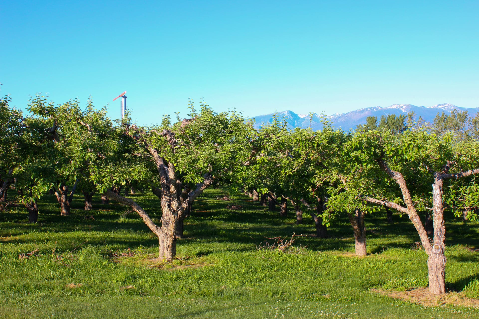 Apple Trees Montana Swanson's Apple Orchard