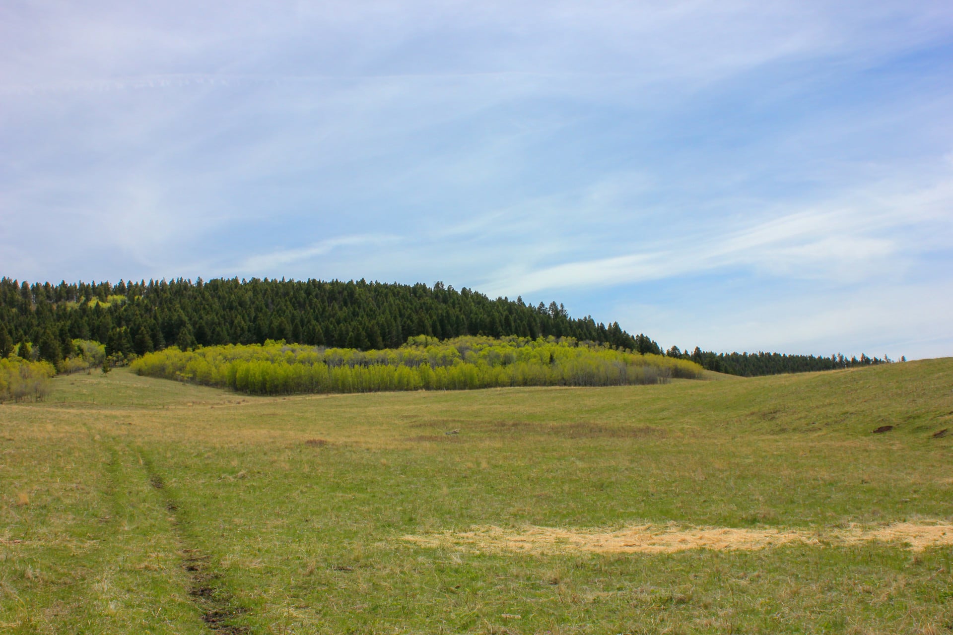 Aspen Grove1 Montana Little Belt Elk Ranch Fay Ranches