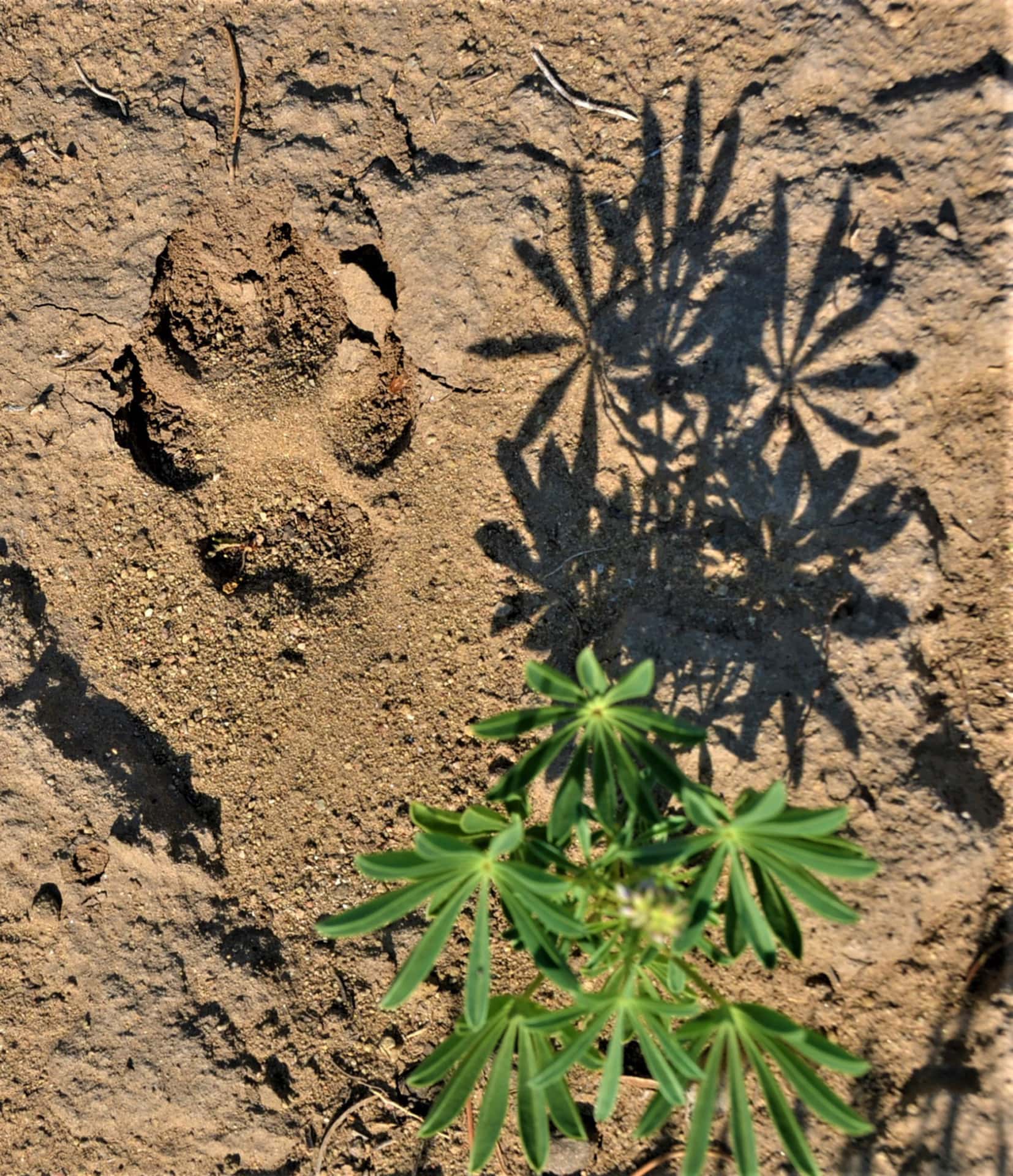 Bear track and Lupine Flower Leaves Colorado Bear Creek Ranch