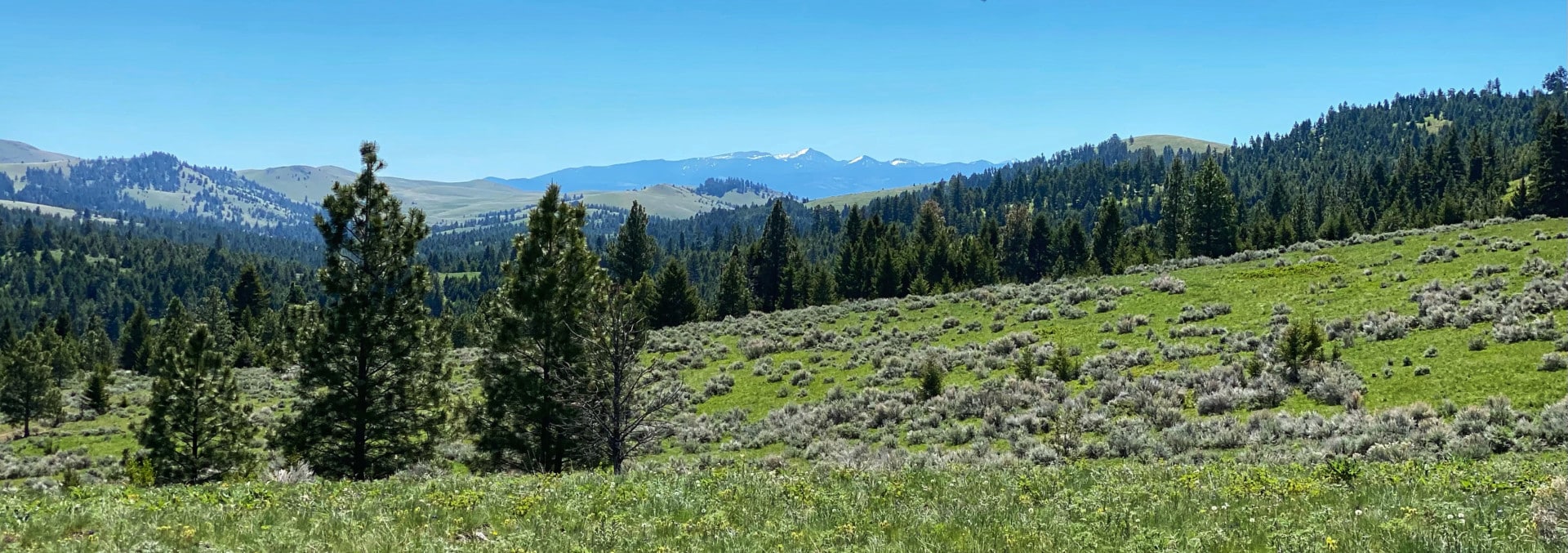 Big Game hunting montana Bull Mountain Elk Camp