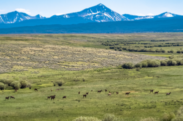 Big Hole Valley Montana Recreational Ranch For Sale Moose Creek Ranch