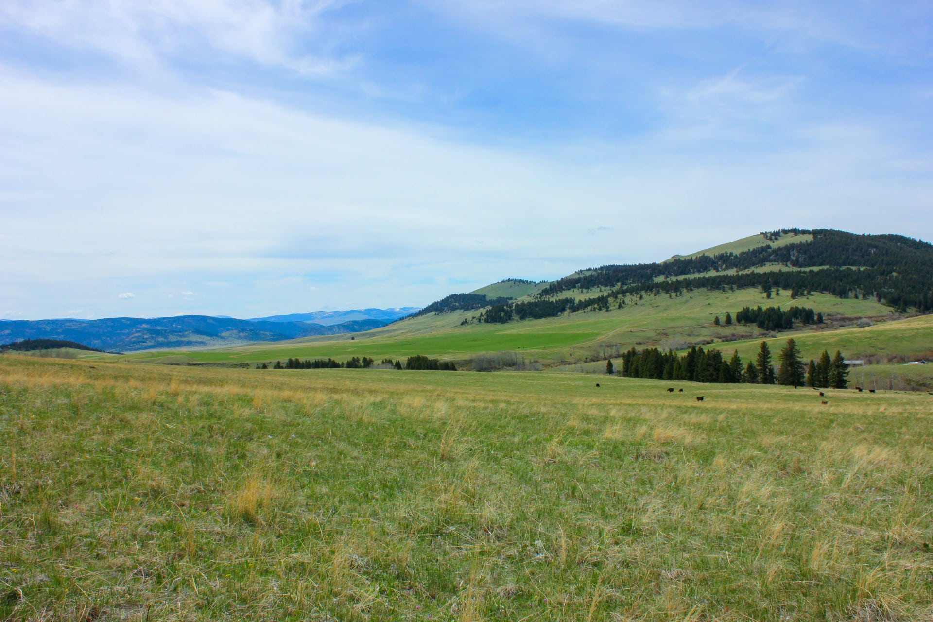 Cattle on the Range Montana Little Belt Elk Ranch | Fay Ranches