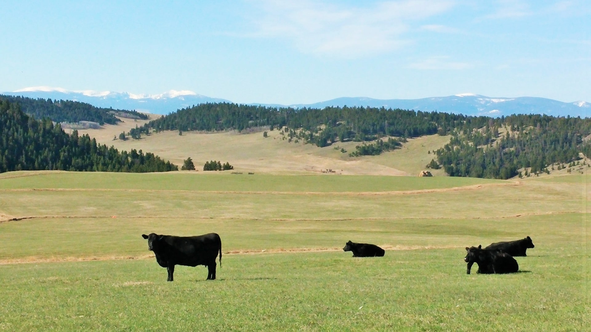 Cattle on Range Montana Little Belt Elk Ranch