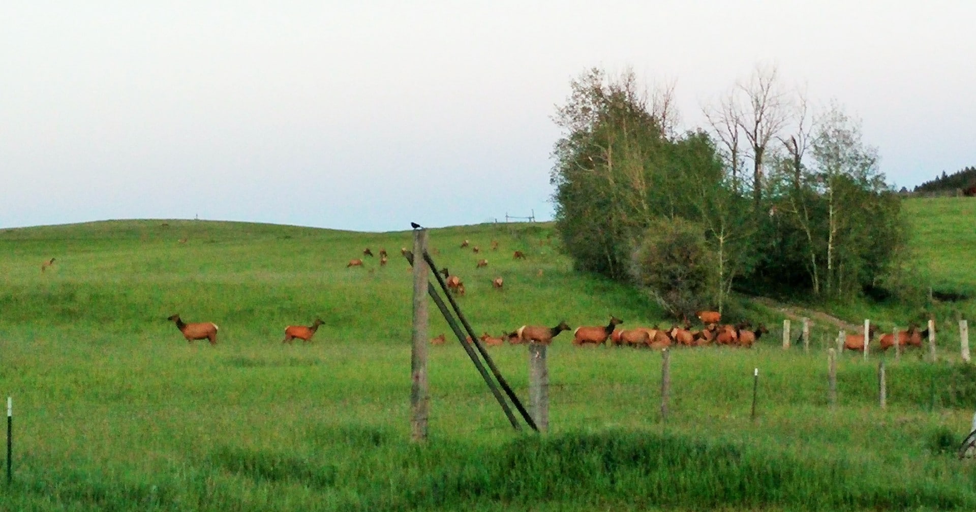 Elk Herd in the Spring Montana LIttle Belt Elk Ranch