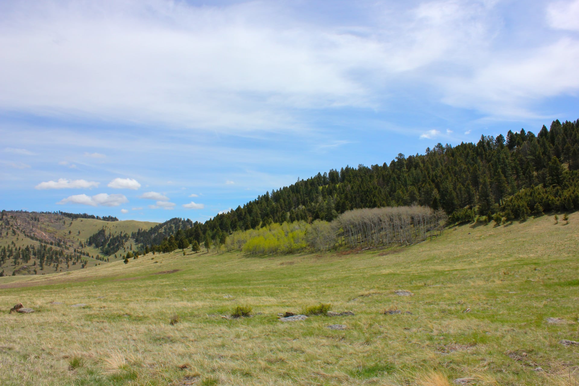 Spring Aspen Grove Montana Little Belt Elk Ranch Fay Ranches
