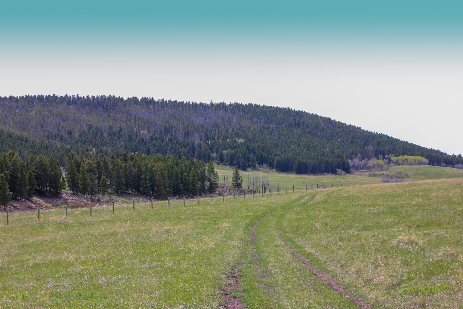 Timber 3 Montana Little Belt Elk Ranch | Fay Ranches