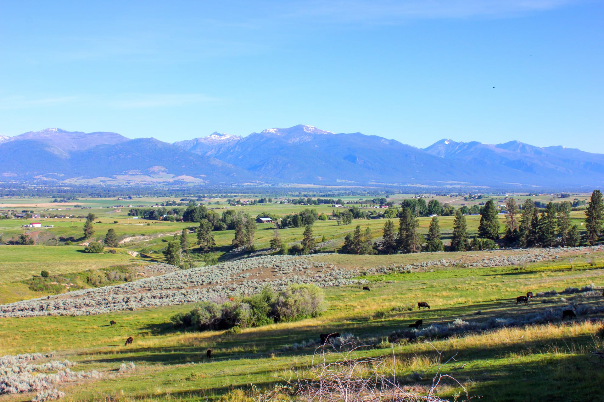 Upper Meadow and cows-Montana Swanson's Apple Orchard