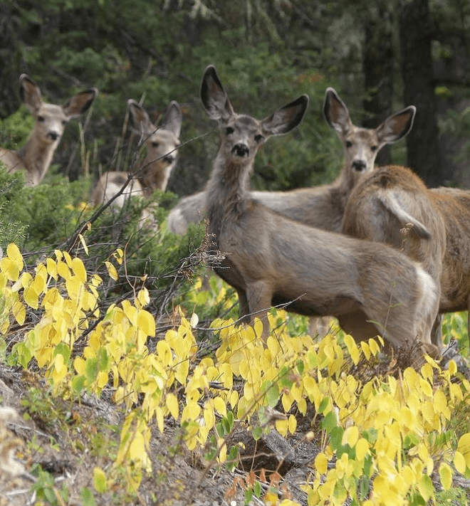 Wildlife Mule Deer Elk Montana Storm Castle Retreat