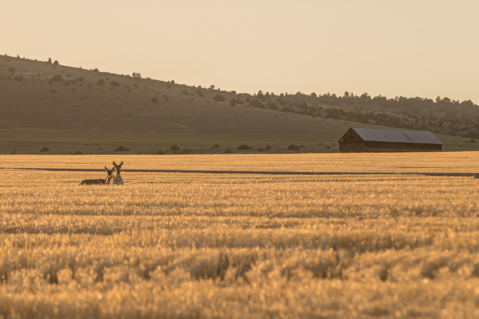 Bridger View Country Estate Belgrade Montana Fay Ranches