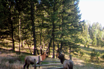big game hunting land for sale montana little belt elk ranch