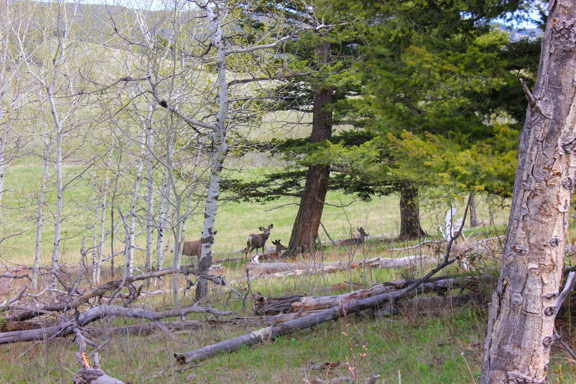 cagle of bucks2 Montana Little Belt Elk Ranch Fay Ranches