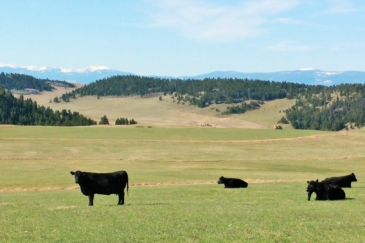 cattle land for sale montana little belt elk ranch