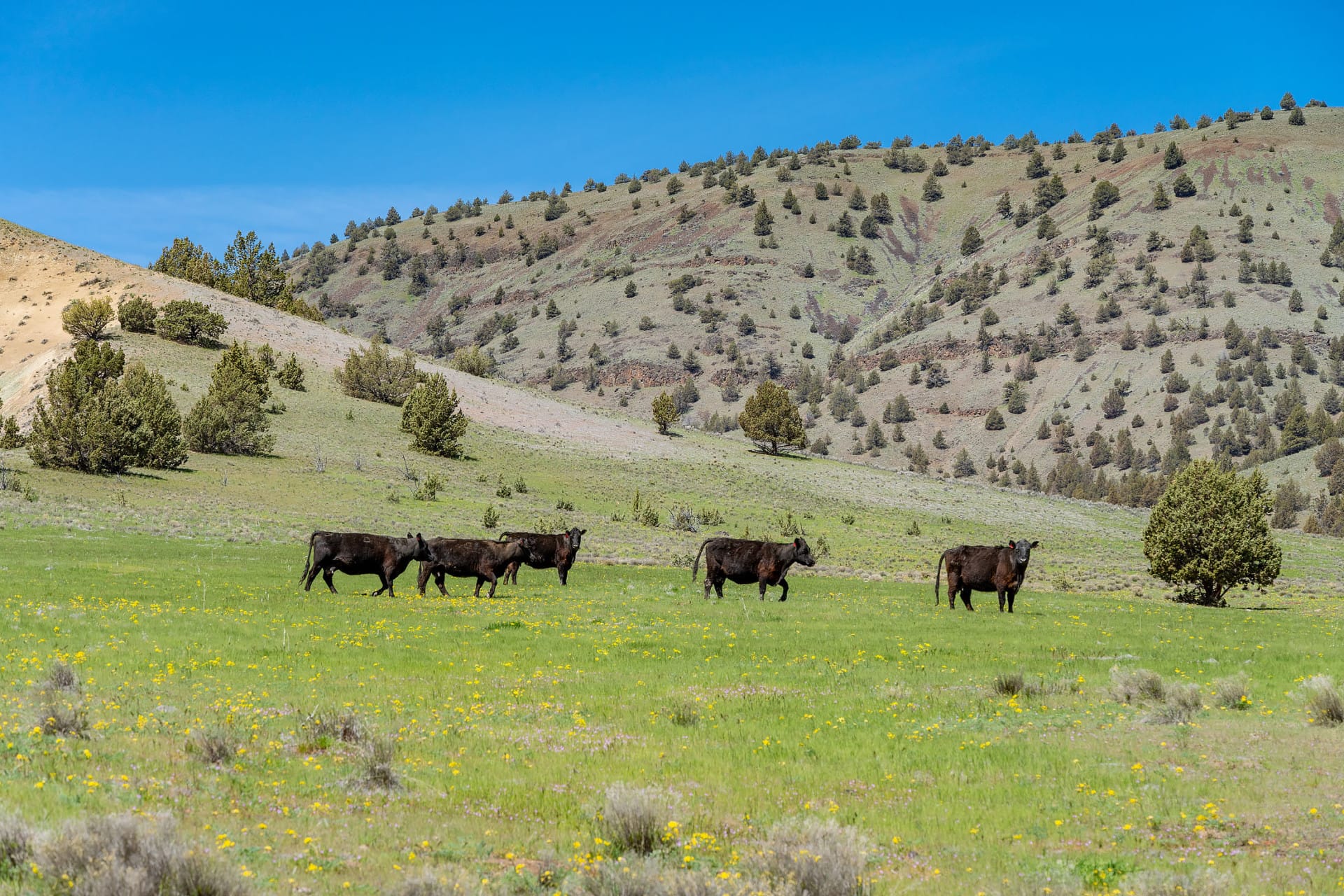 Cattle Ranch For Sale Oregon