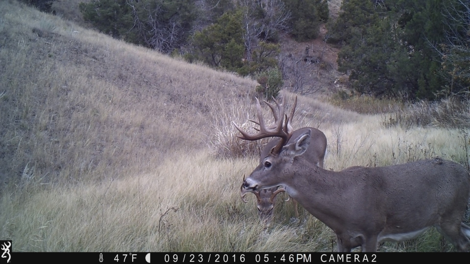 Bridger View Country Estate Belgrade Montana Fay Ranches