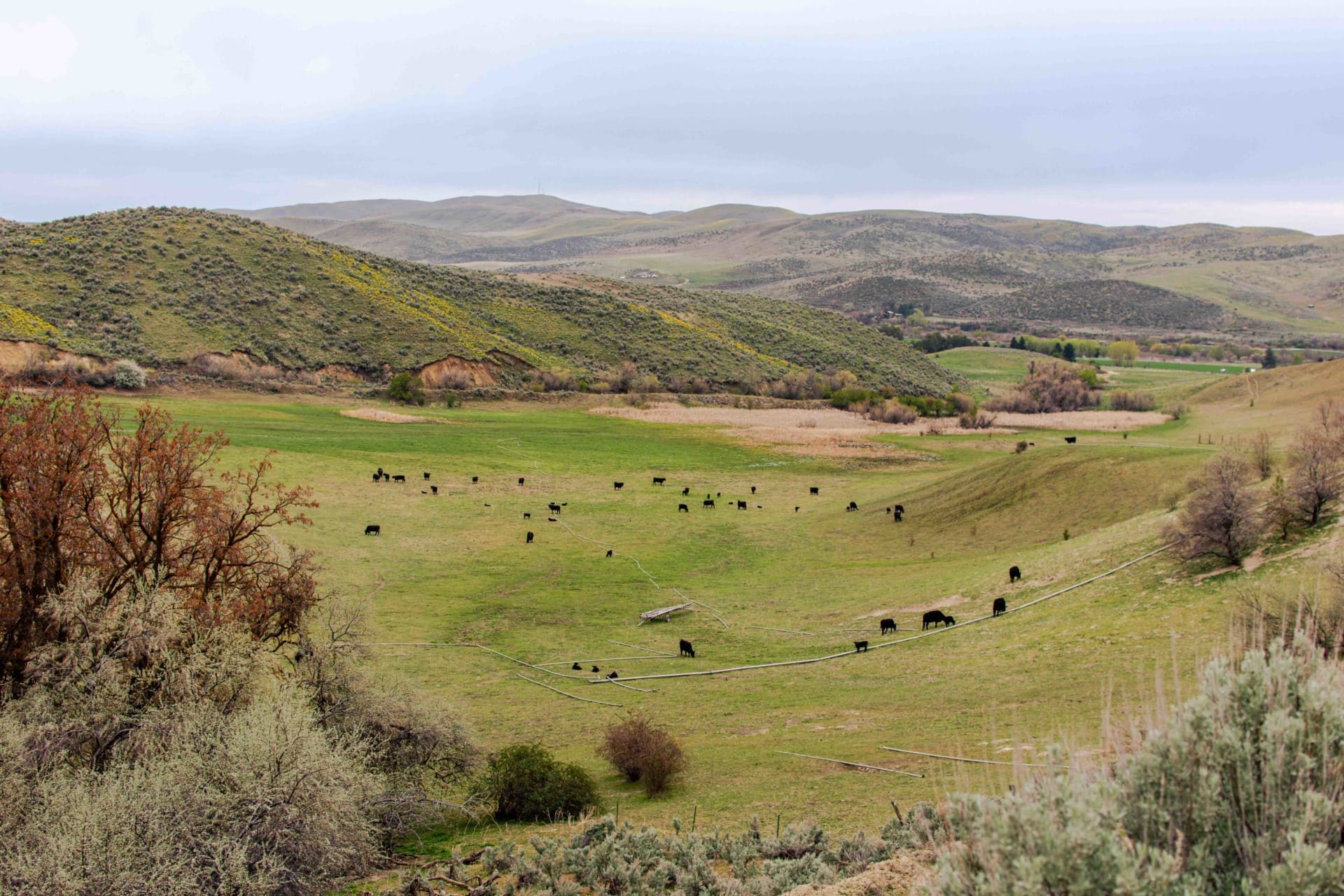 grazing cattle ranch Idaho natural springs idaho mann creek valley farm ranch