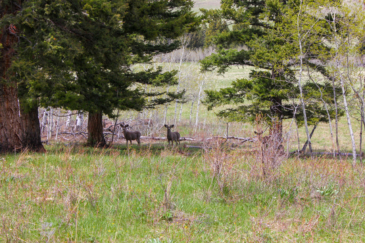 hunting land for sale montana little belt elk ranch