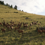 Montana Elk Property For Sale Little Belt Elk Ranch