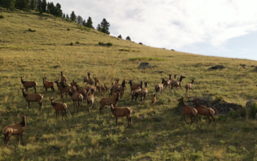 Montana Elk Property For Sale Little Belt Elk Ranch