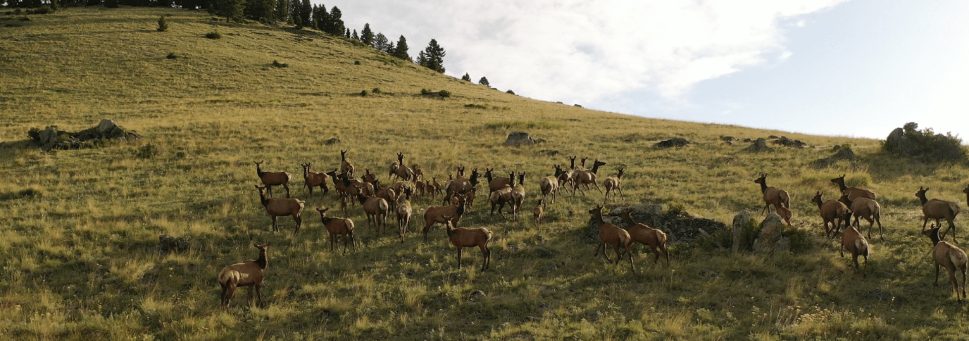 Montana Elk Property For Sale Little Belt Elk Ranch