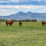 nevada oregon ranch for sale lucky 7 ranch