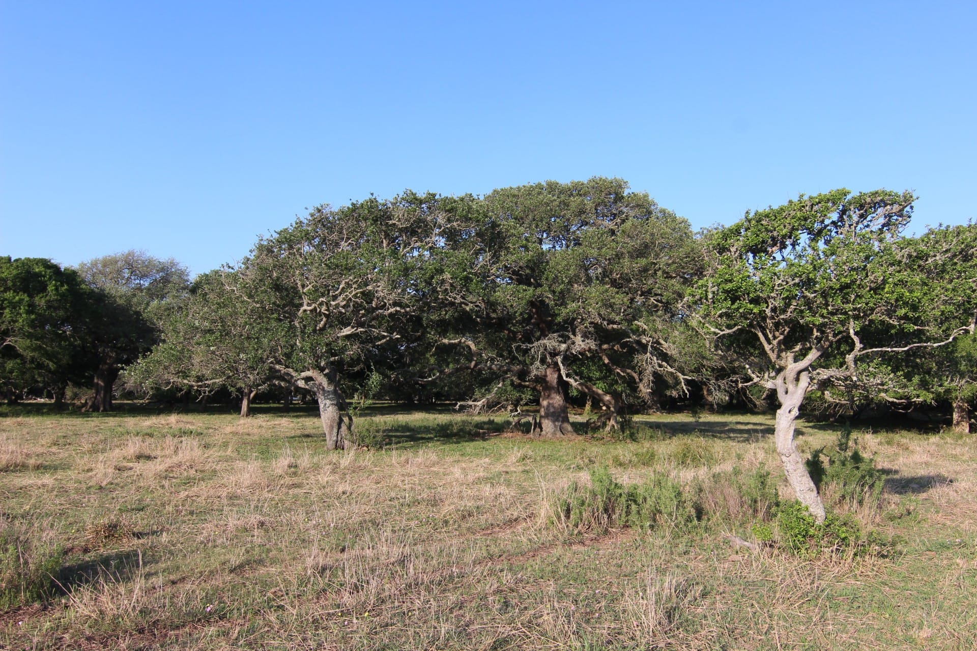 3 trees texas carancahua bend ranch