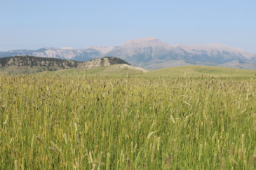 agricultural production property for sale montana north fork willow creek ranch