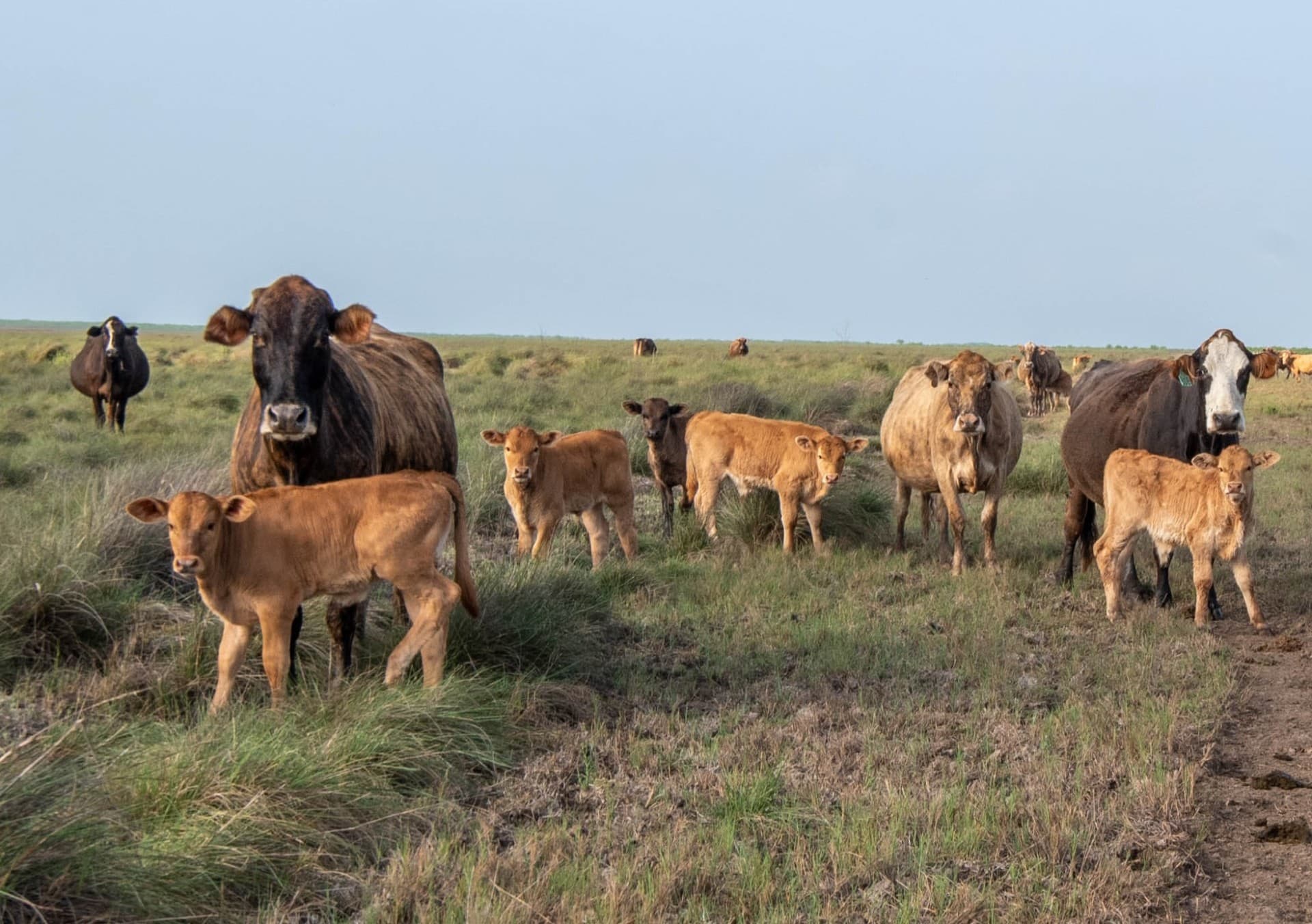baby cows texas carancahua bend ranch
