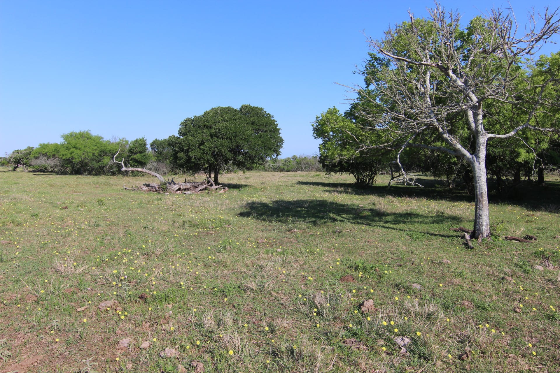 branches texas carancahua bend ranch
