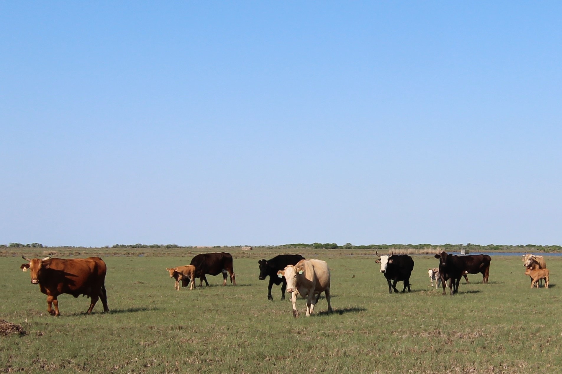 cows looking texas carancahua bend ranch