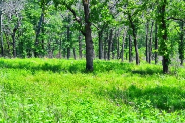 timber land for sale missouri proving grounds ranch