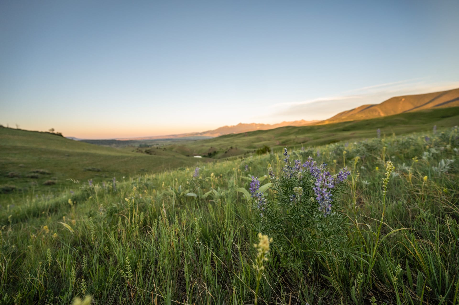 wildflowers montana bozeman pass ranch tract 3