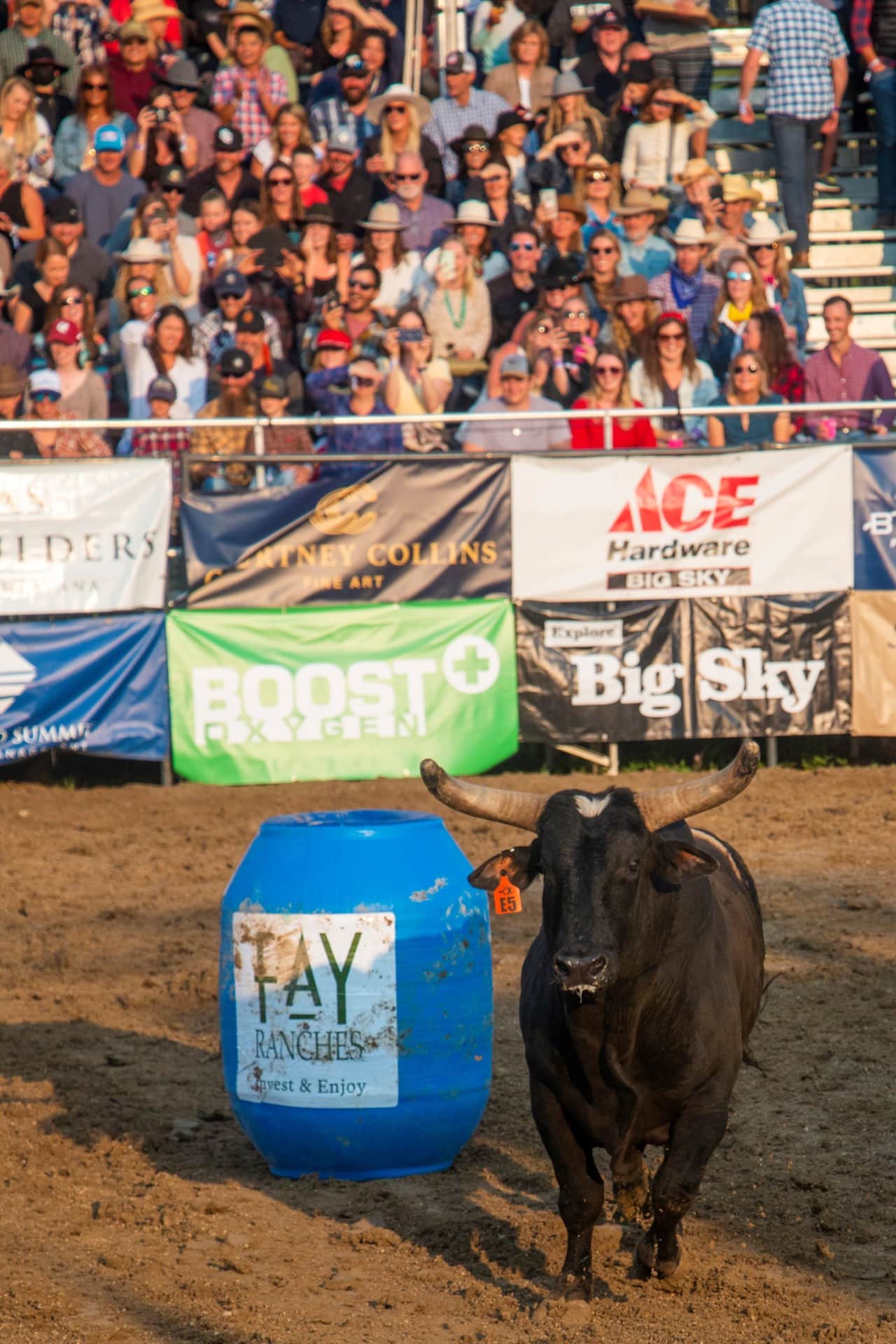 Big Sky PBR 2021 Fay Ranches Bull Fay Ranches