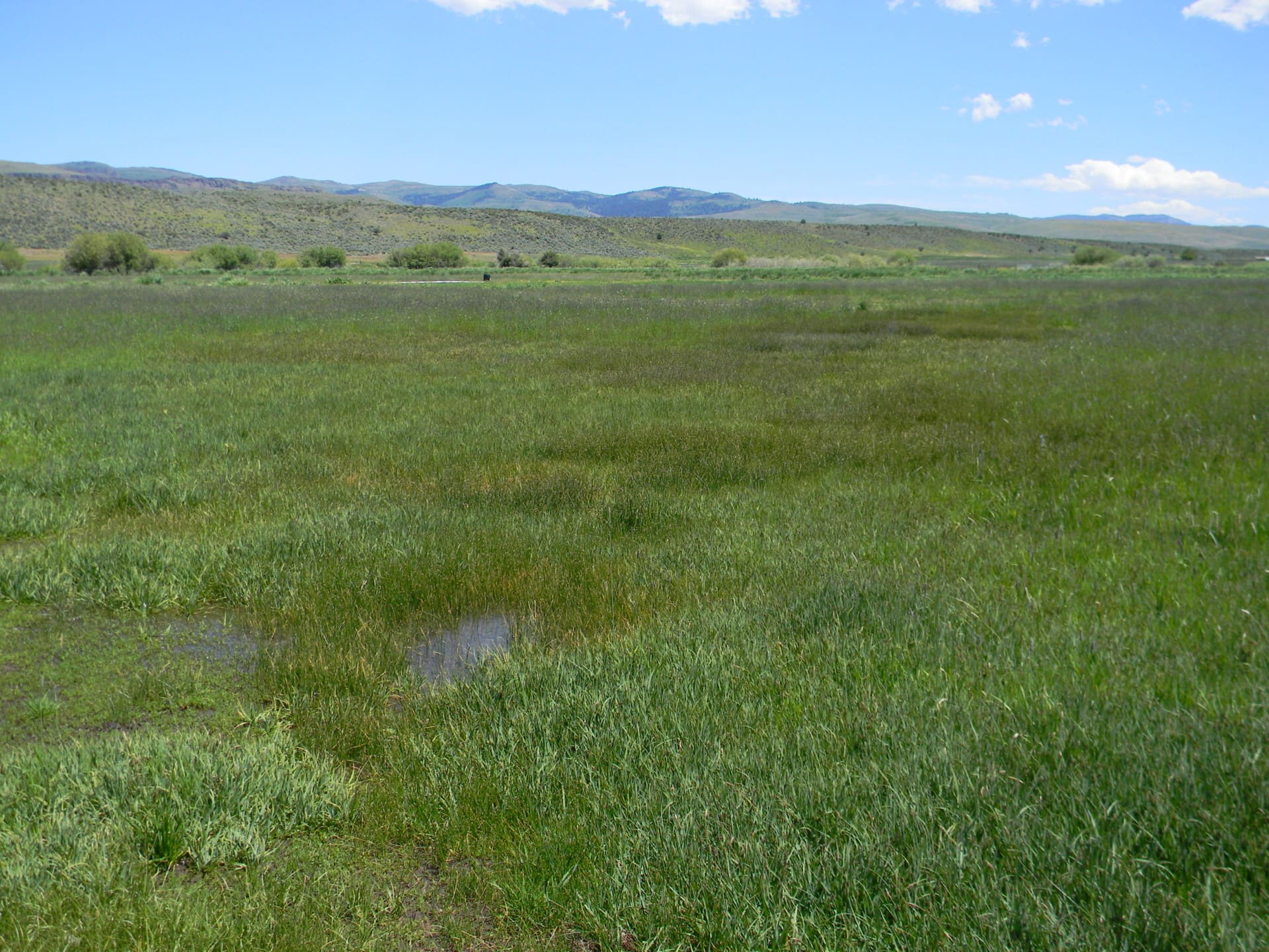 Cow Creek, lower irrigated field
