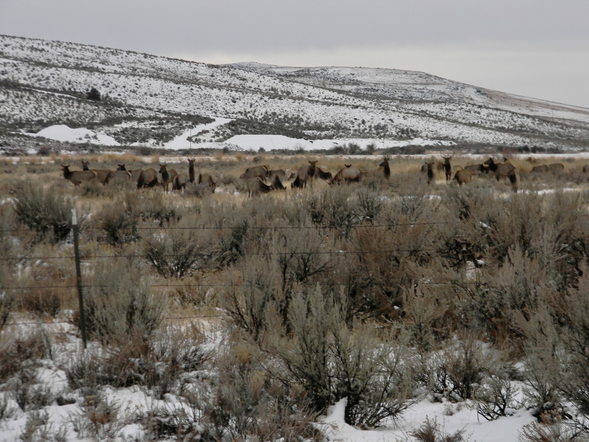 Elk Idaho Cow Creek Ranch
