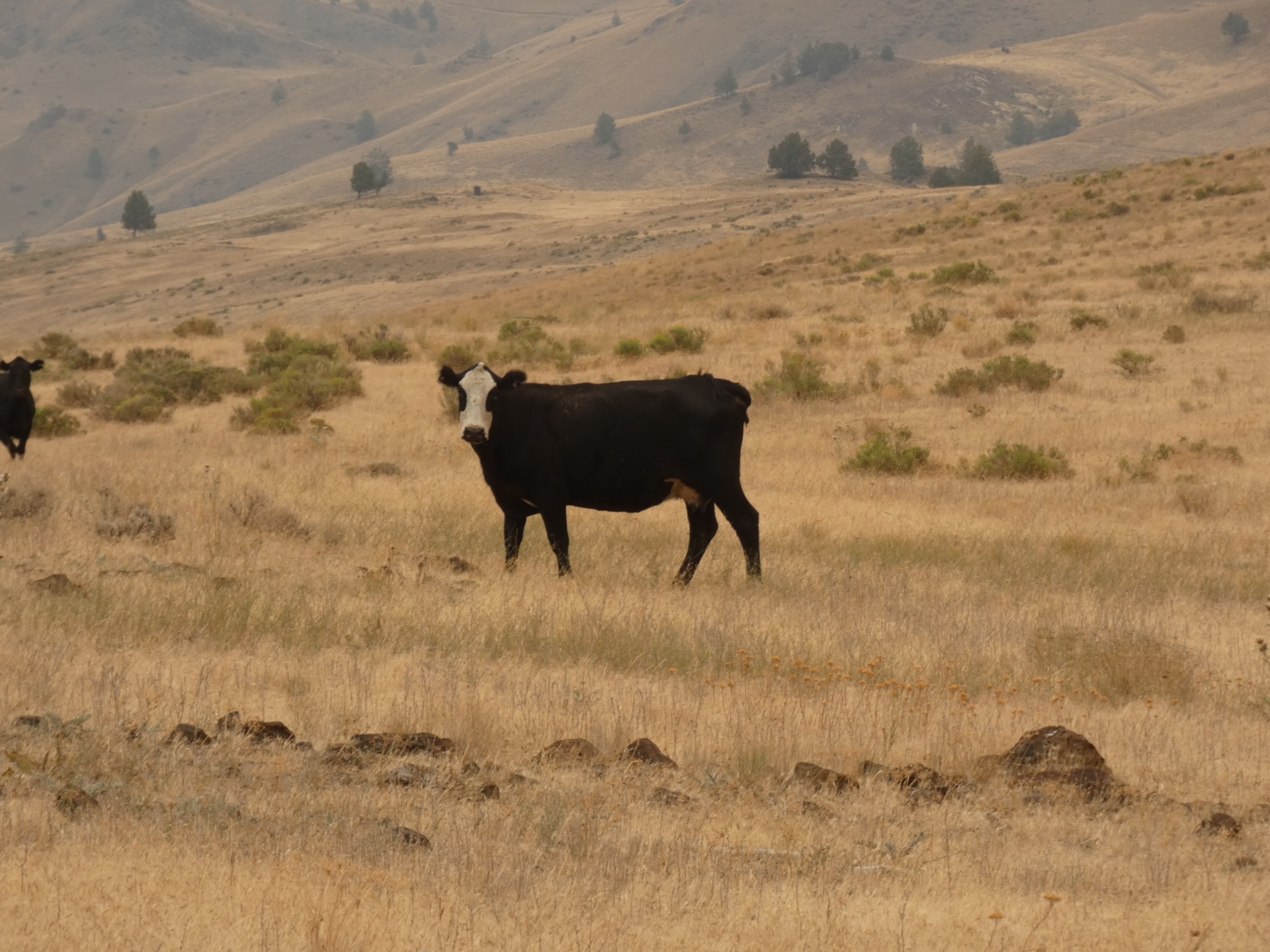 Good Cattle Condition Oregon John Day Breaks Pasture
