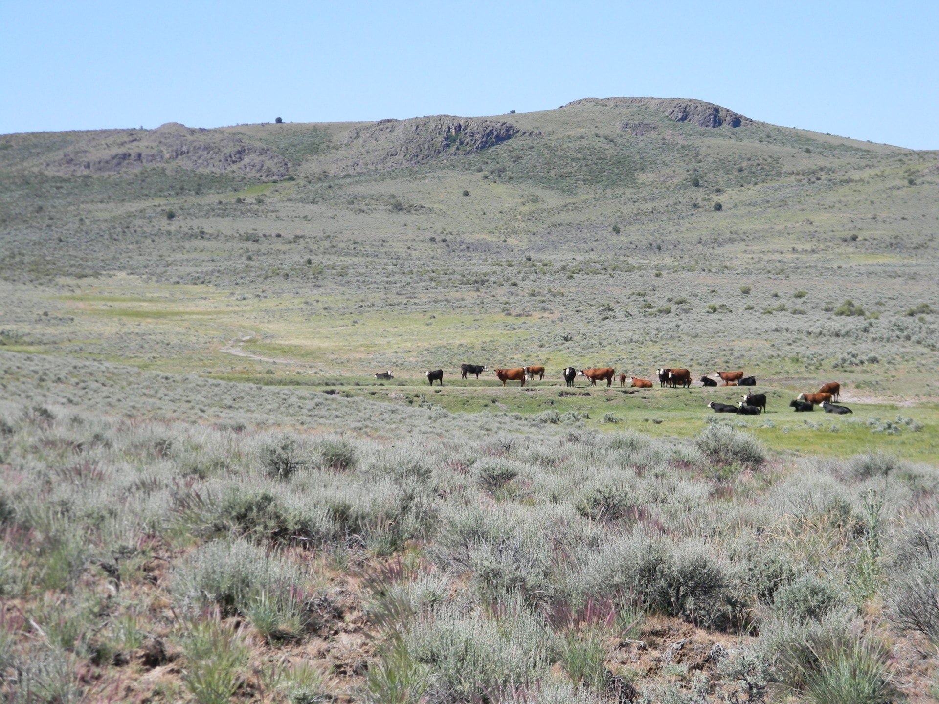 Grazing cattle Idaho Cow Creek Ranch