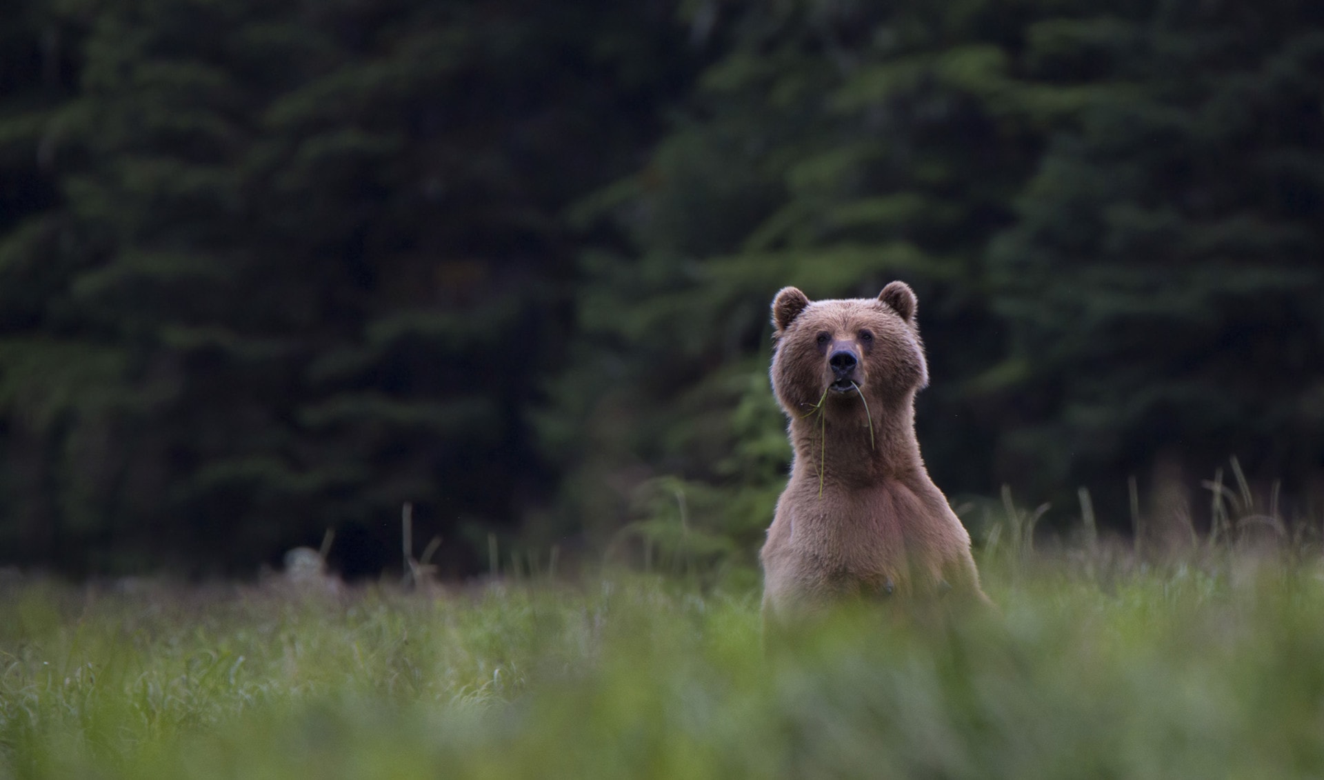 Bears alaska ravencroft