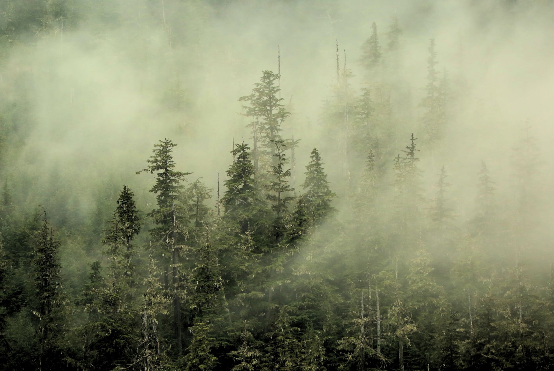Misty Forest alaska ravencroft