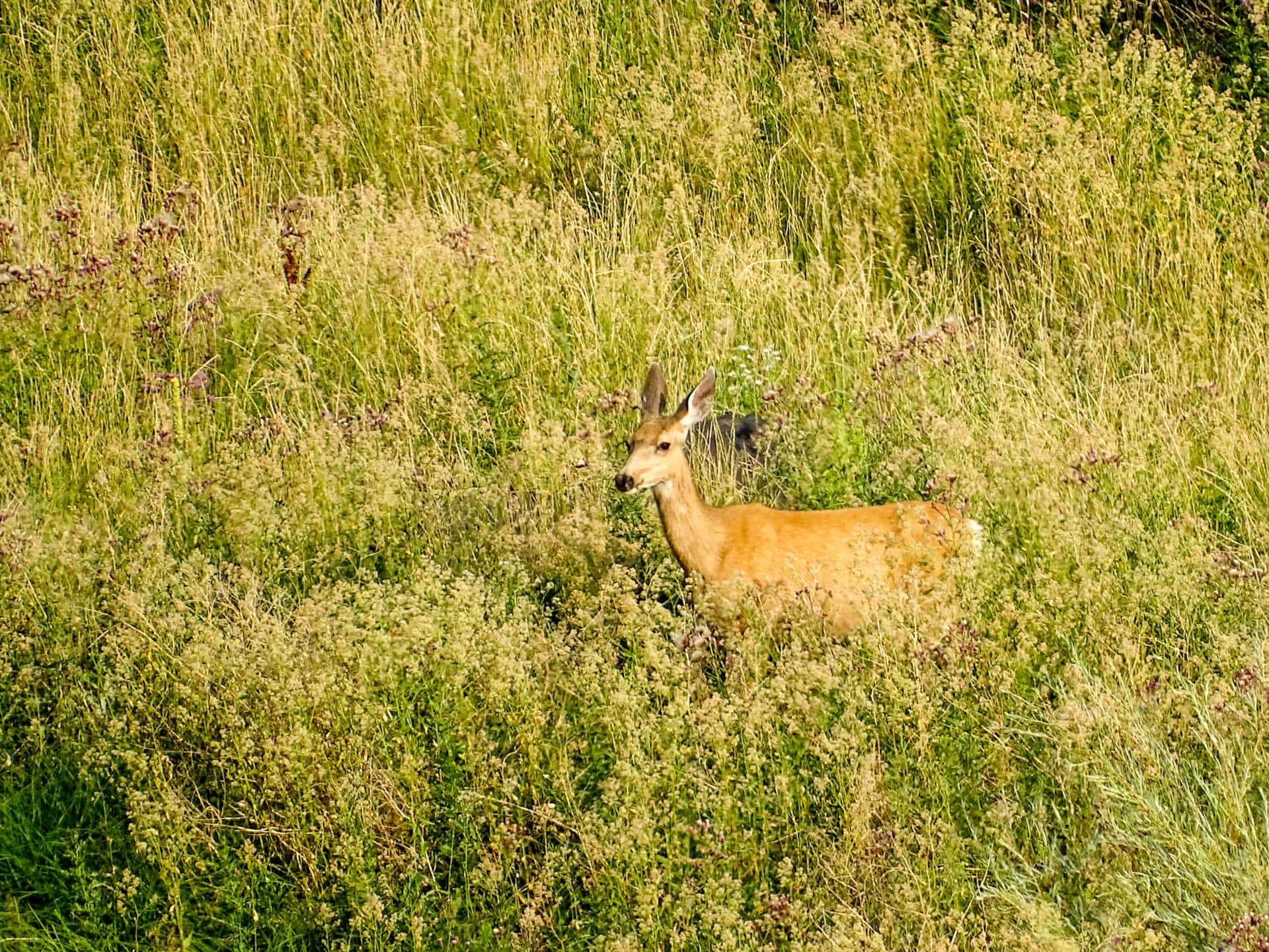 Mule Deer riverside wildlife Colorado Rio Grande Del Norte Ranch