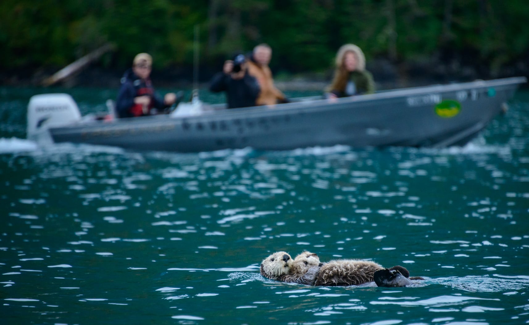 Ravencroft Lodge Alaska Otter