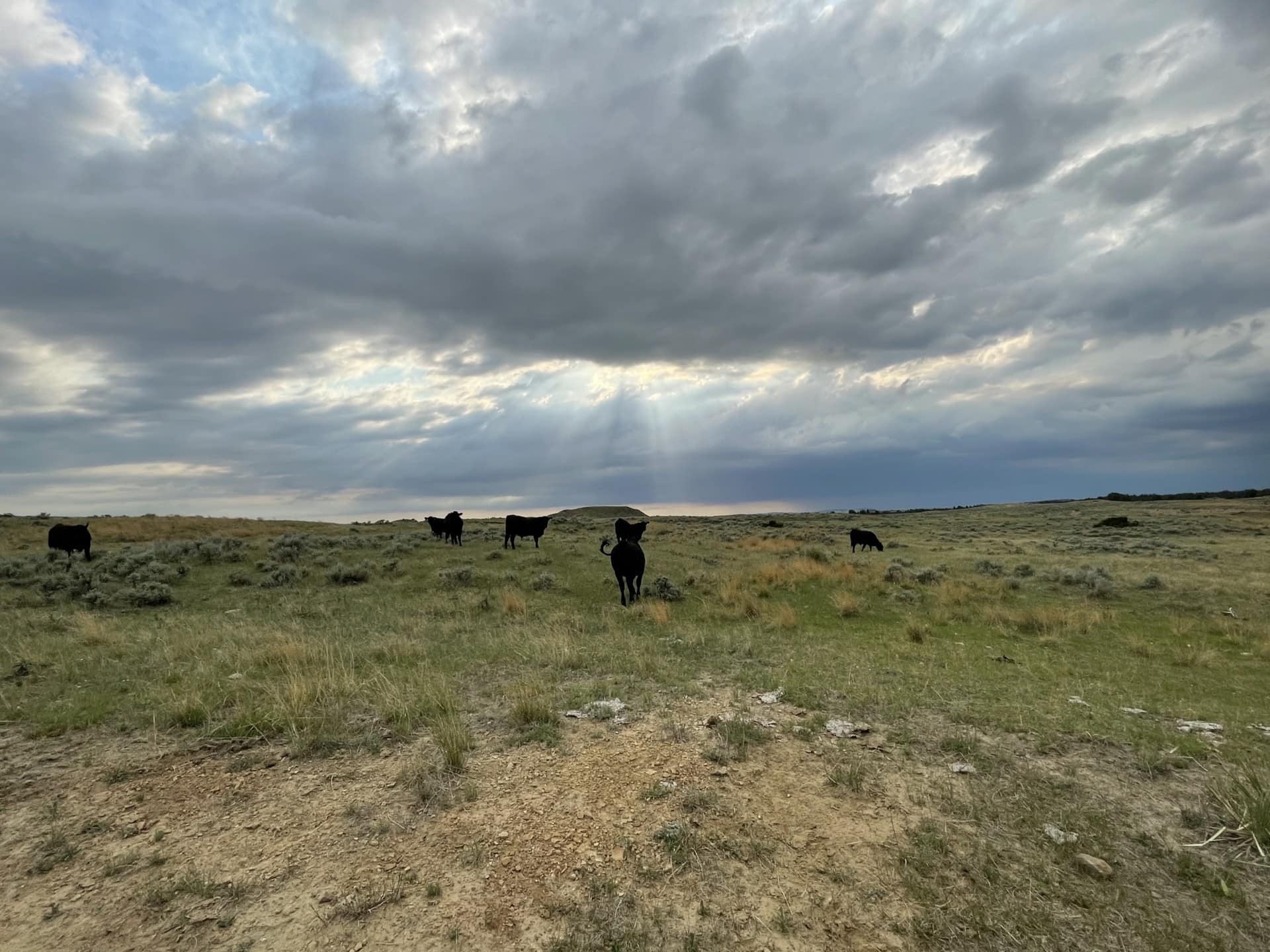 Snow Creek Ranch Montana Angus cattle