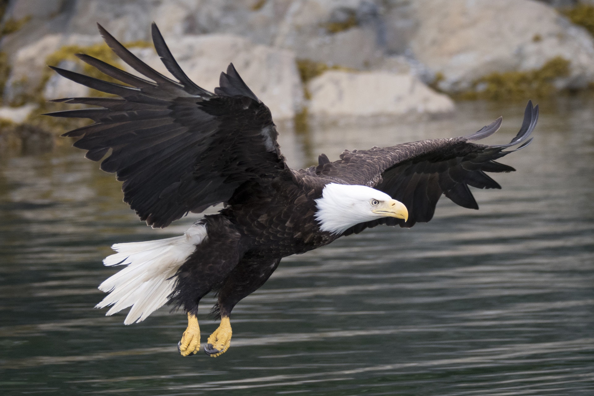 bald eagle alaska fidalgo bay